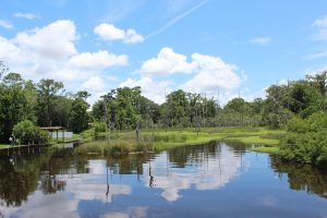 Shot from Nathan Krestul Park, this view shows how Christopher Creek branches around a marshy island, before flowing under San Jose Boulevard toward the St. Johns River.